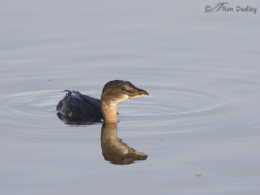 pied-billed grebe 9316 ron dudley
