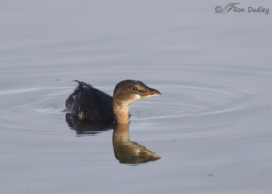 pied-billed grebe 9317 ron dudley