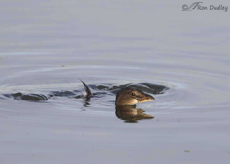 pied-billed grebe 9318 ron dudley