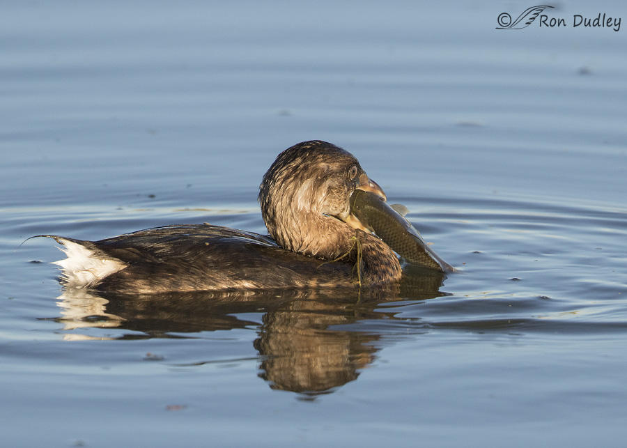 pied-billed grebee 0789 ron dudley