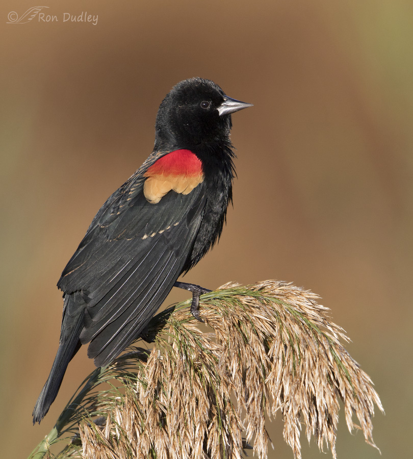 red-winged blackbird 9355 ron dudley