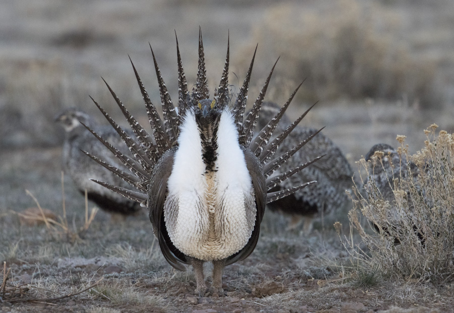 sage grouse 3316 ron dudley