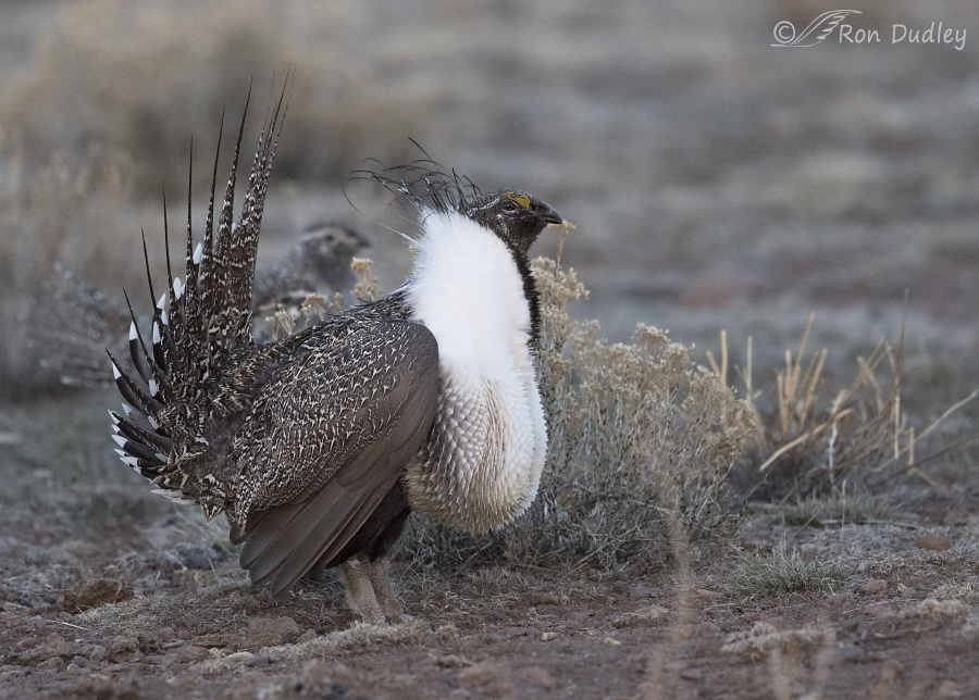 sage grouse 3330 ron dudley
