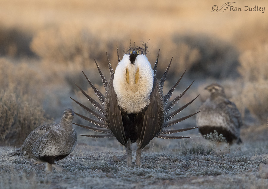 sage grouse 3534 ron dudley