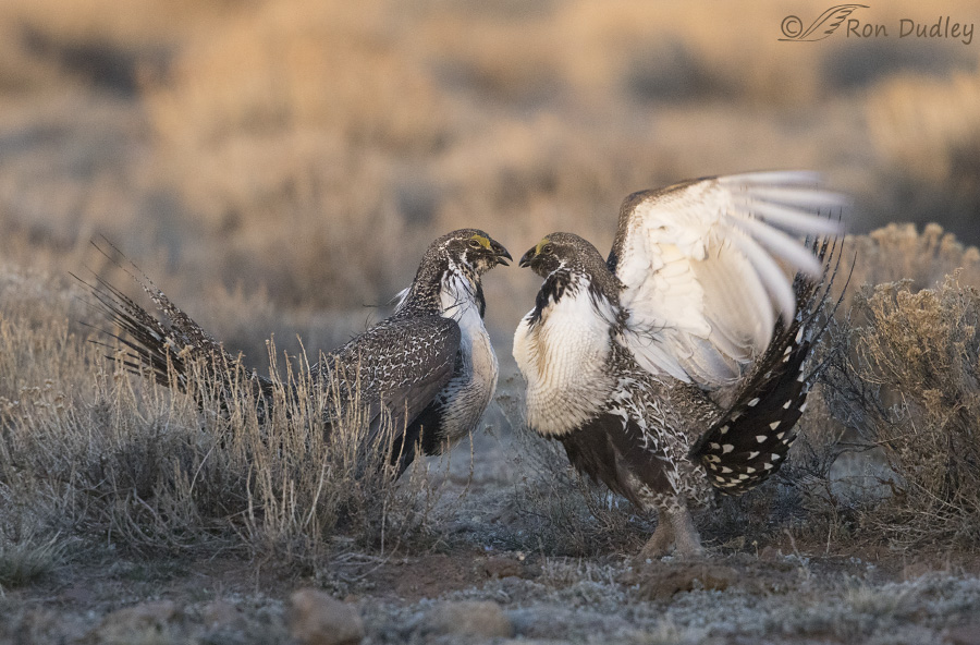 sage grouse 3600 ron dudley