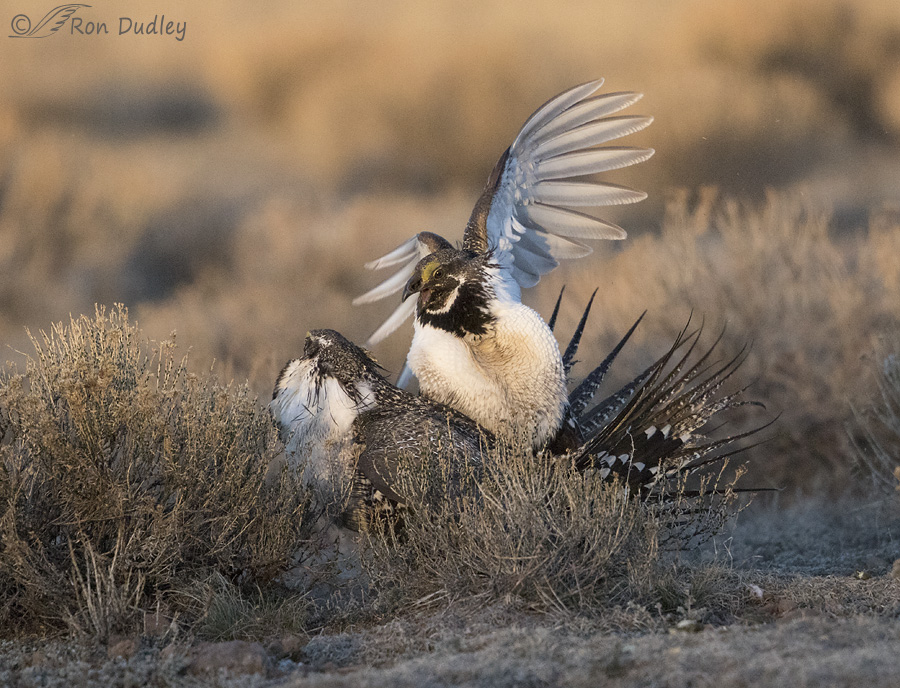 sage grouse 3651 ron dudley