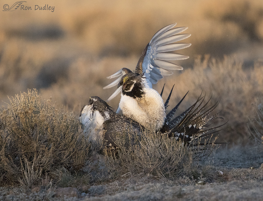 sage grouse 3651 ron dudley