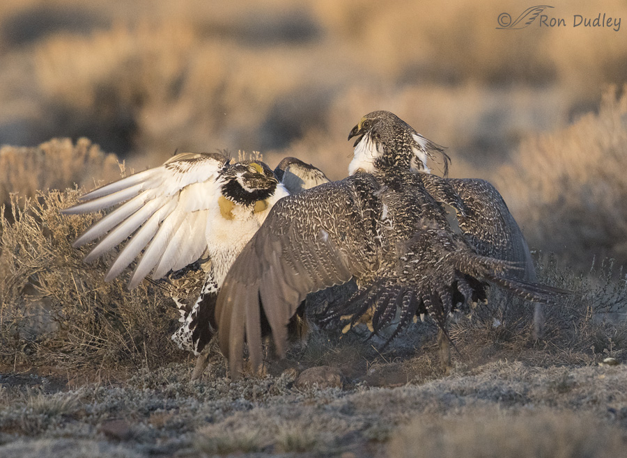 sage grouse 3689 ron dudley