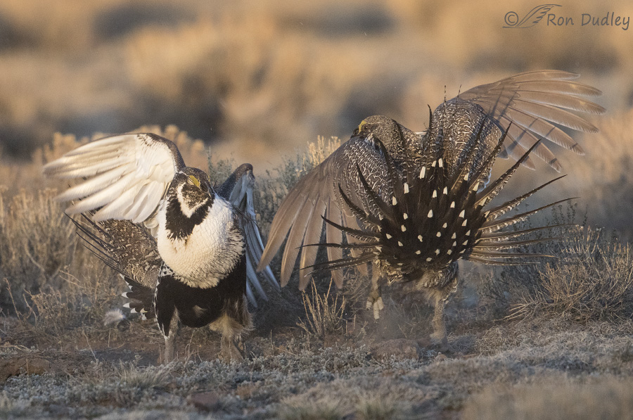 sage grouse 3706 ron dudley