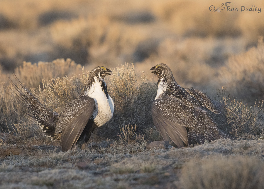 sage grouse 3710 ron dudley