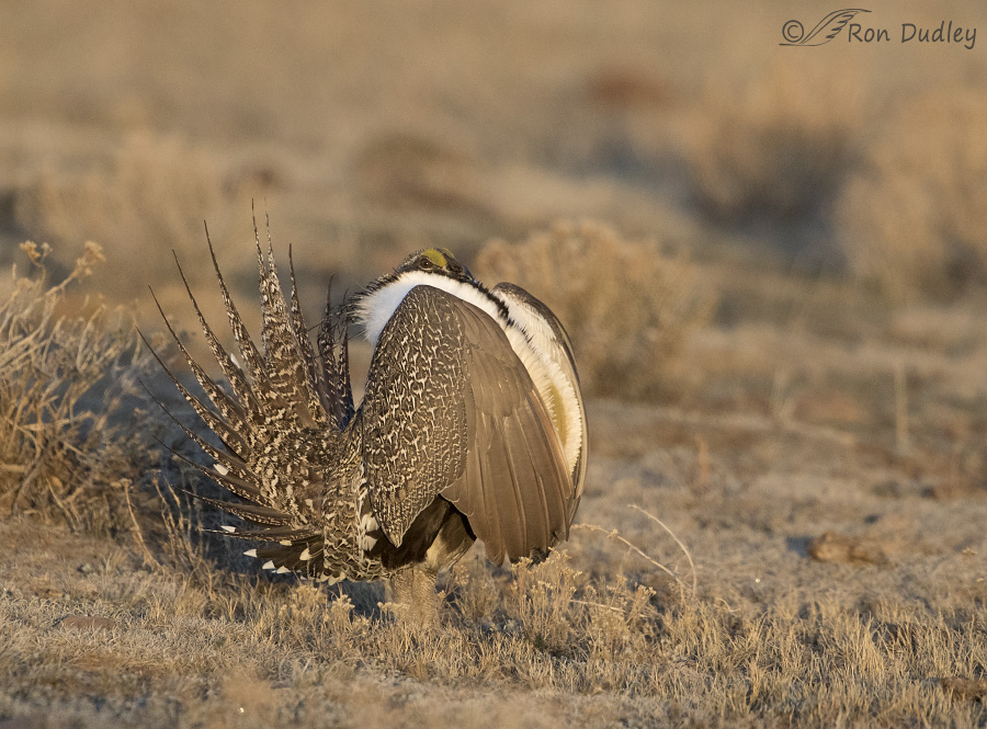 sage grouse 3757 ron dudley