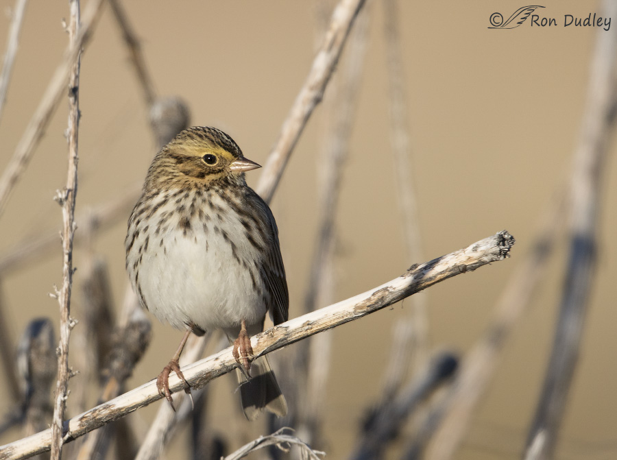 savannah sparrow 1767 ron dudley