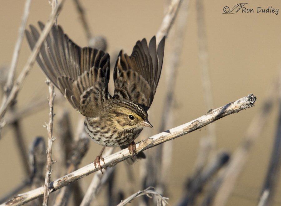 savannah sparrow 1799 ron dudley