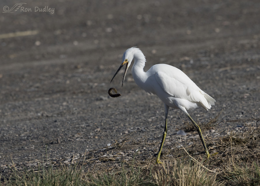 snowy egret 5051 ron dudley