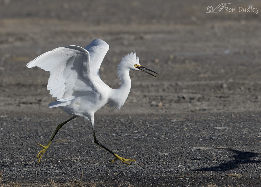 snowy egret 5061 ron dudley
