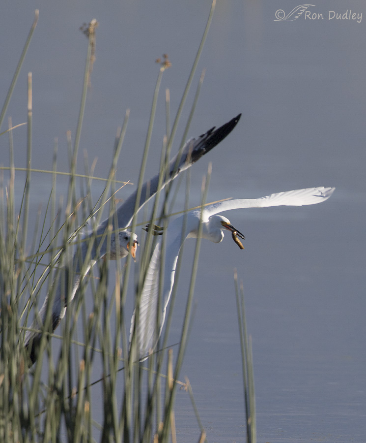 snowy egret 5279 ron dudley
