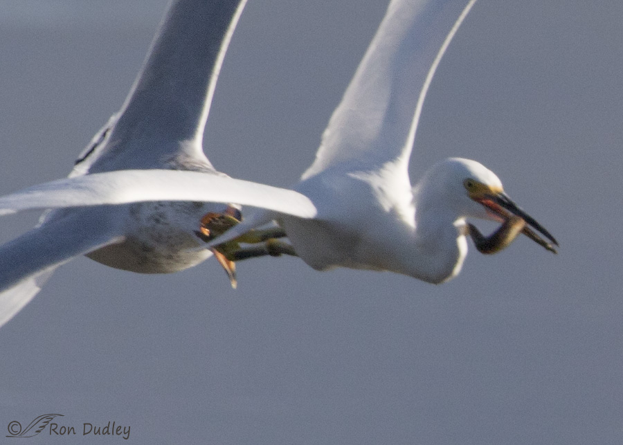 snowy egret 5280 big crop ron dudley