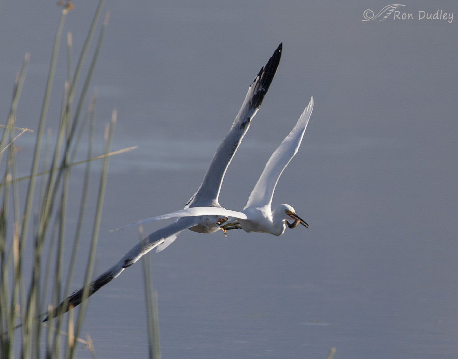 snowy egret 5280 ron dudley
