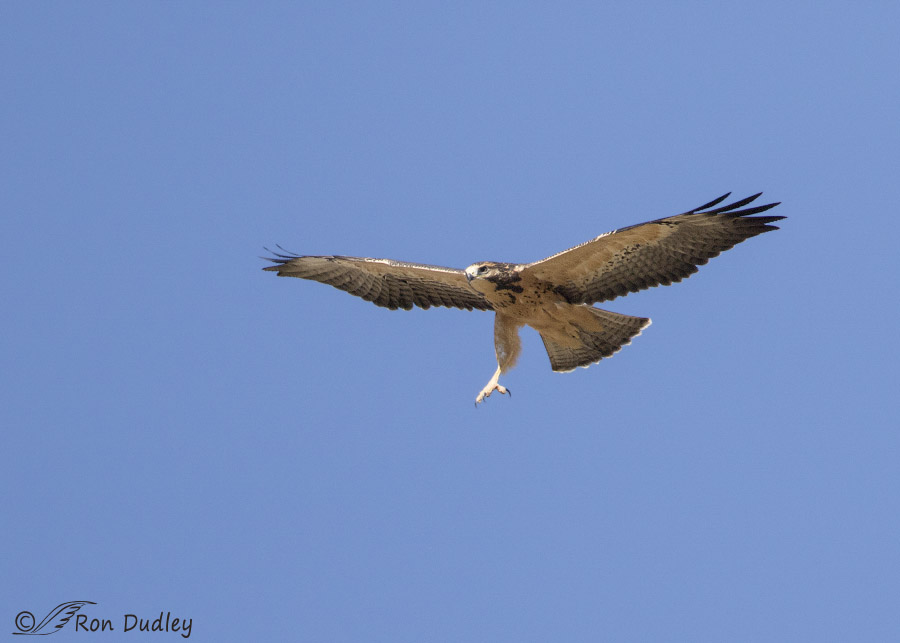swainson's hawk 0175 ron dudley