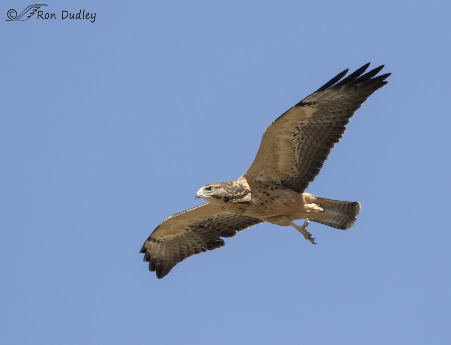swainson's hawk 0327 ron dudley