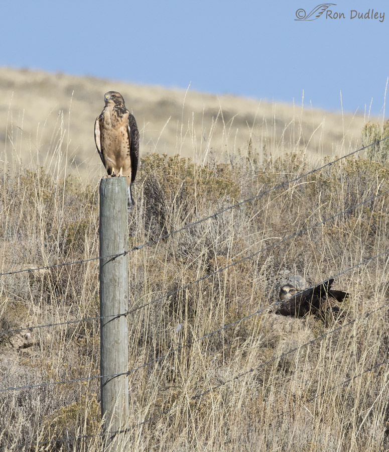 swainson's hawk 1632 ron dudley