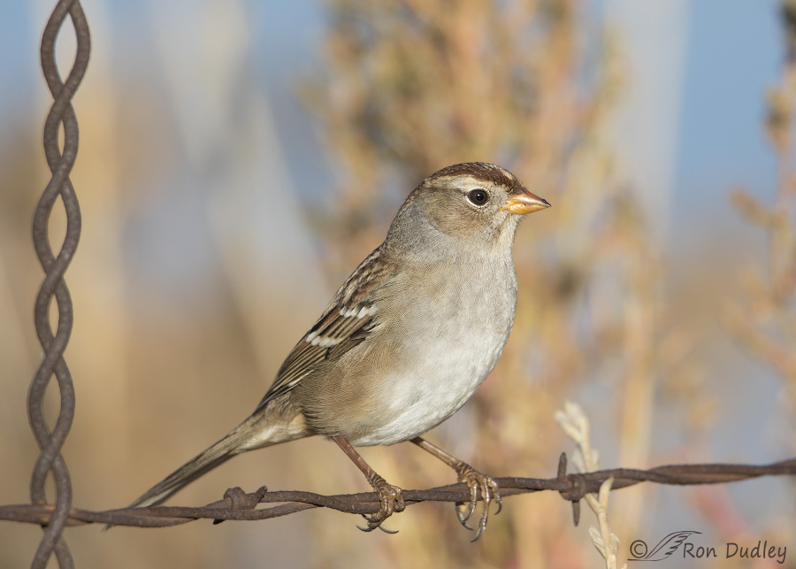 white-crowned sparrow 7101b ron dudley