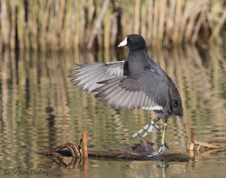american coot 3489 ron dudley