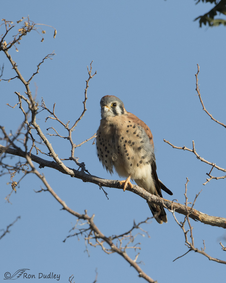 american kestrel 1107 ron dudley