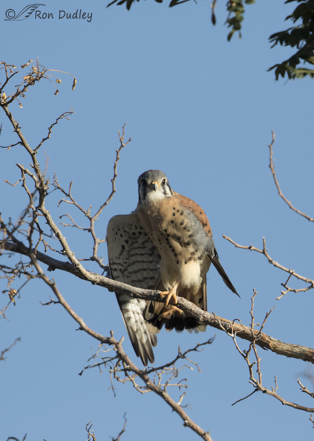 american kestrel 1178 ron dudley