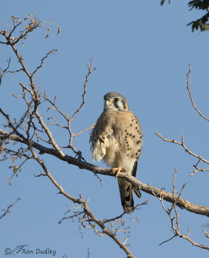 american kestrel 1249 ron dudley