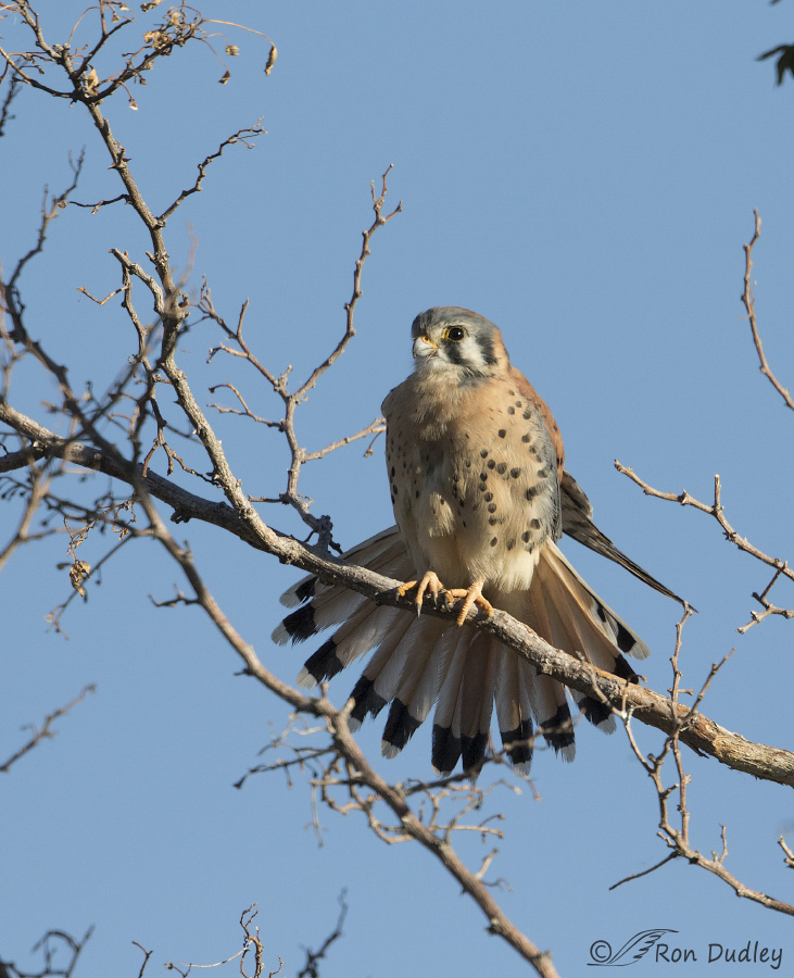 american kestrel 1265 ron dudley