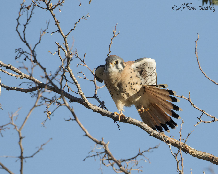 american kestrel 1304 ron dudley