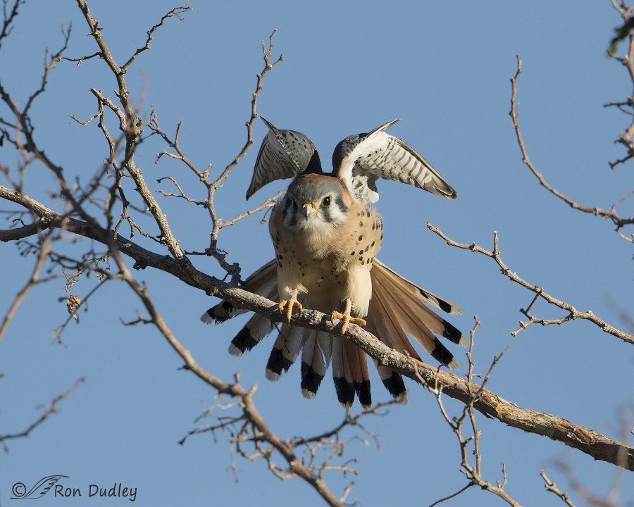 american kestrel 1329 ron dudley