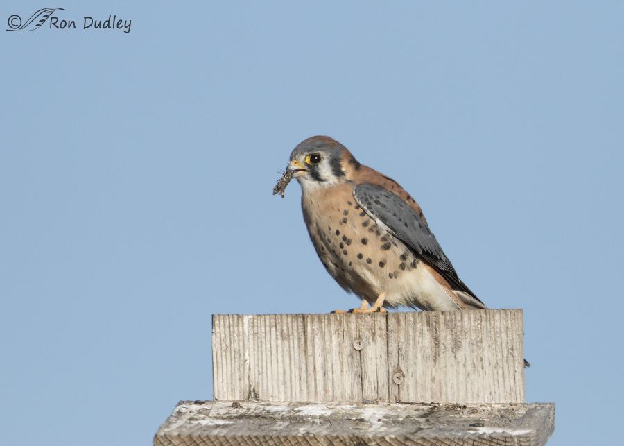 american kestrel 1374 ron dudley