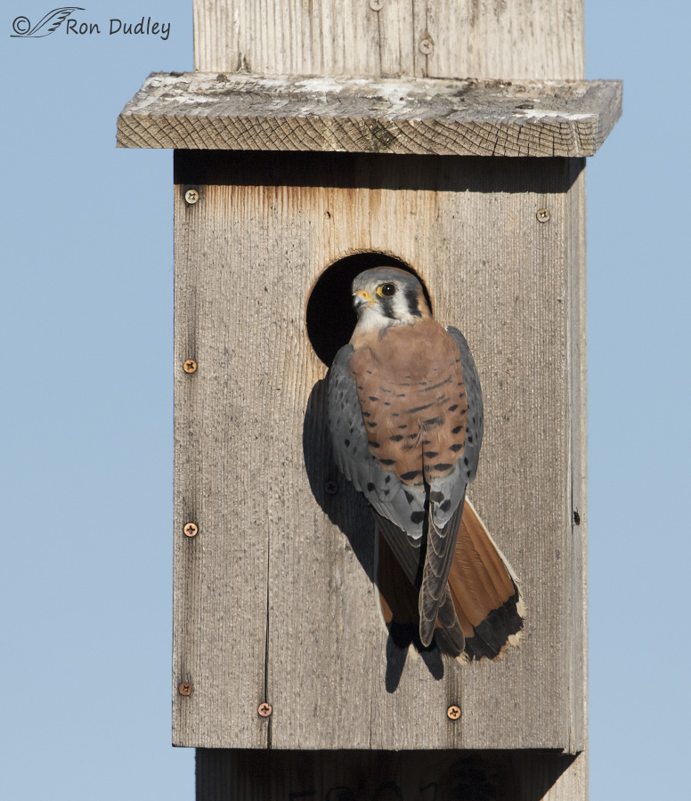 american kestrel 1400 ron dudley
