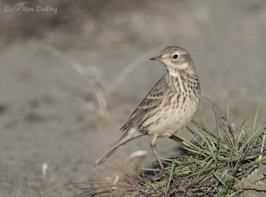 american pipit 4690 ron dudley