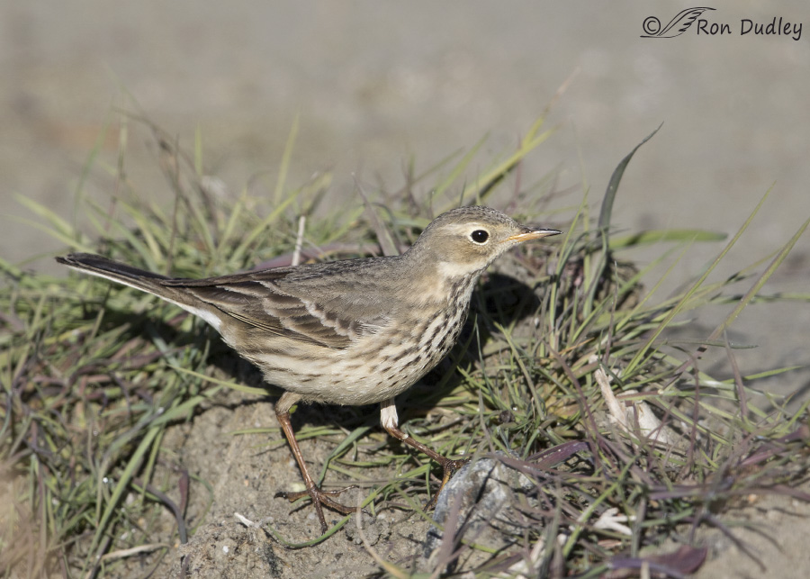 american pipit 4699 ron dudley
