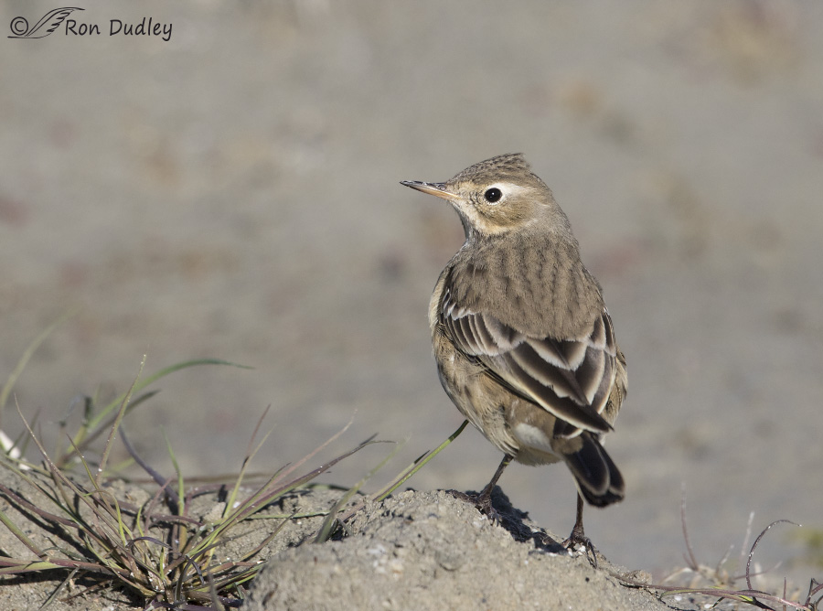 american pipit 4762 ron dudley