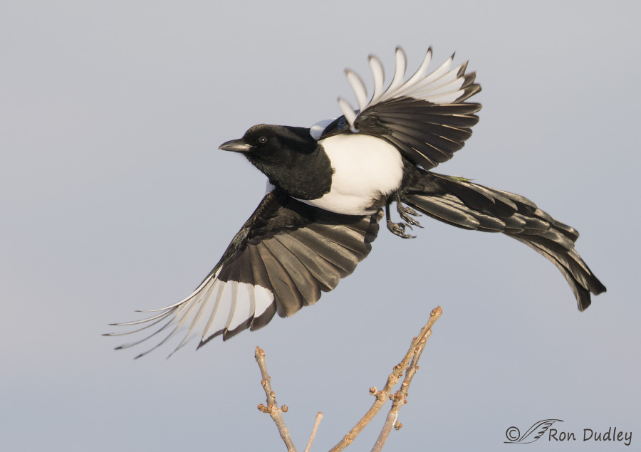 black-billed magpie 6371 ron dudley