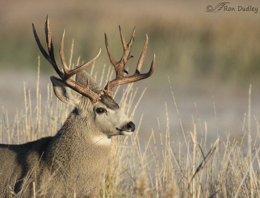 mule deer 3173 ron dudley
