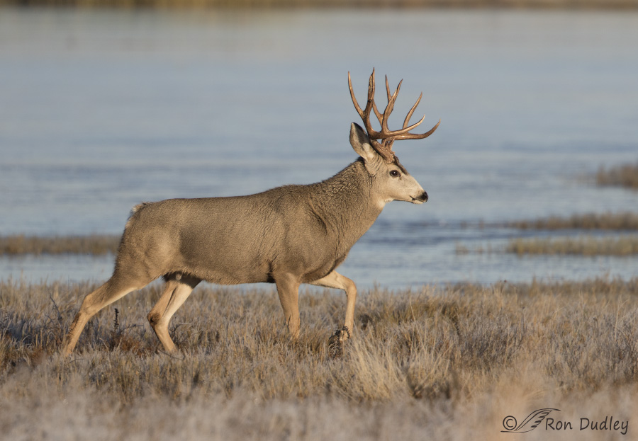 mule deer 3289 ron dudley