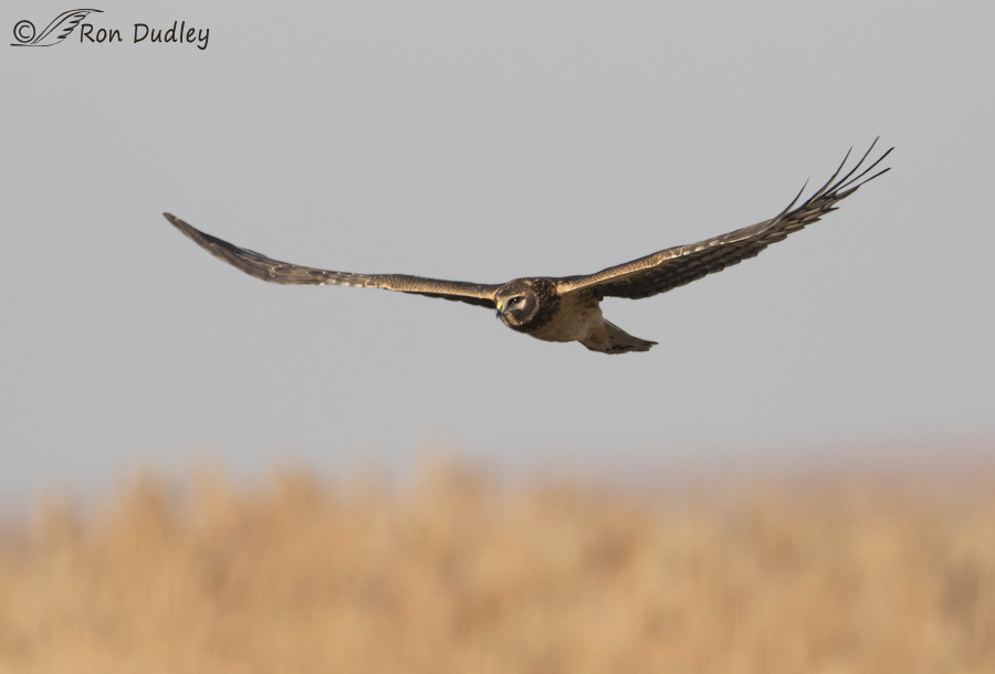 northern harrier 5676b ron dudley