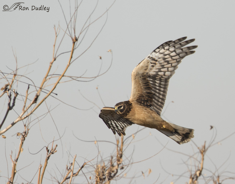 northern harrier 5682 ron dudley