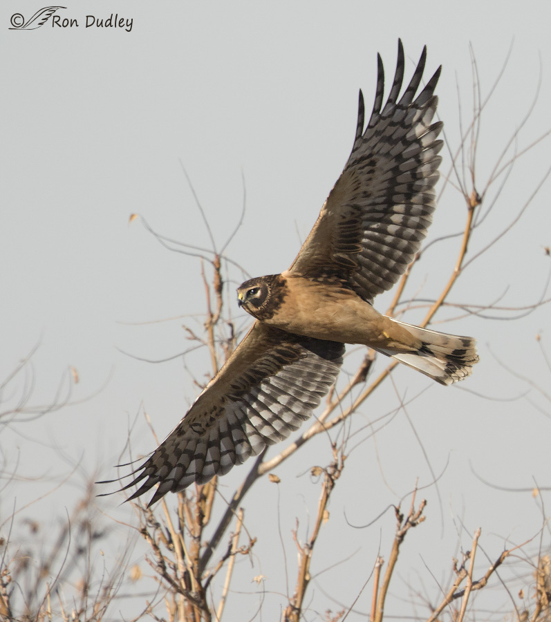 northern harrier 5683 ron dudley