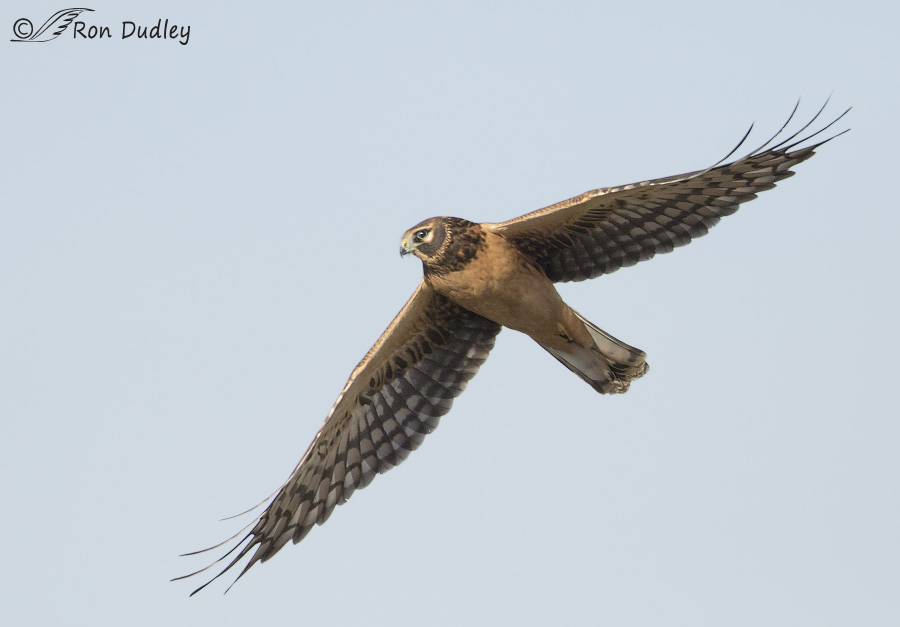 northern harrier 5697 ron dudley