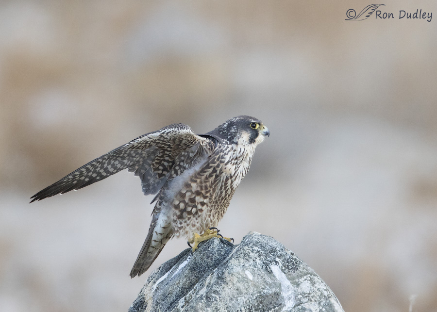 peregrine falcon 2456 ron dudley