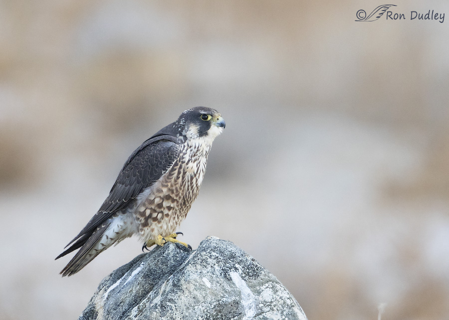 peregrine falcon 2463 ron dudley