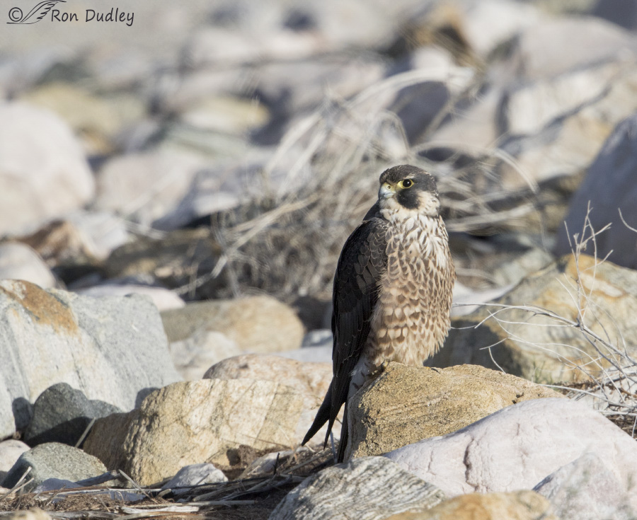 peregrine falcon 2464b ron dudley