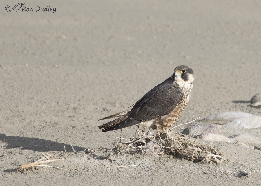 peregrine falcon 2544 ron dudley