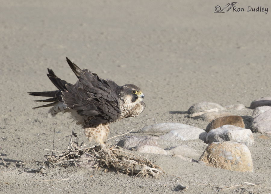 peregrine falcon 2556 ron dudley